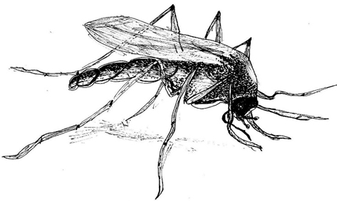 Ilustracija-gosp.-Željko-Bogat-komarac